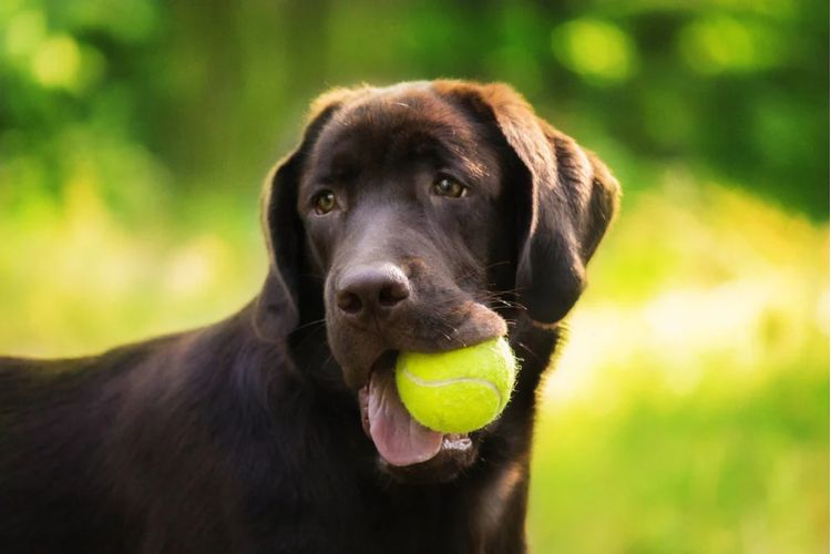 Trockene Haut beim Hund: Ursachen und was wirklich hilft