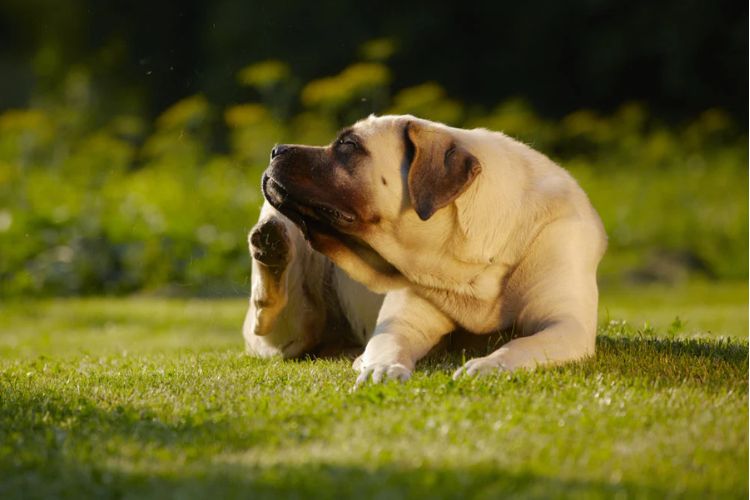 Pollenallergie beim Hund: Symptome erkennen und was wirklich hilft